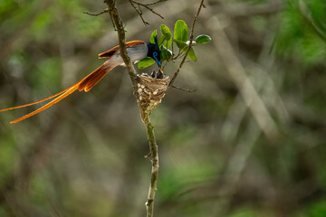 This striking image captures an Indian Paradise Flycatcher, a male in rufous morph, perched...