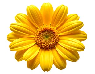 Close-up of a vibrant yellow flower (2)