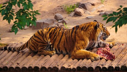 Lying tiger with a piece of raw meat