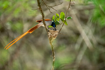 This striking image captures an Indian Paradise Flycatcher, a male in rufous morph, perched...