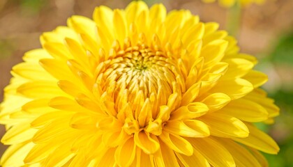 Close-up of a vibrant yellow flower (3)