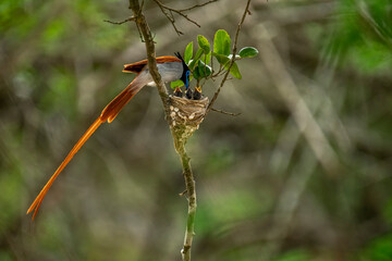 This striking image captures an Indian Paradise Flycatcher, a male in rufous morph, perched...