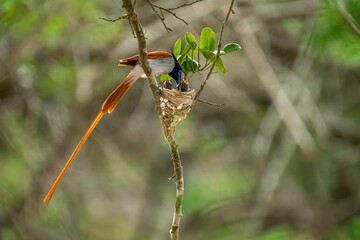This striking image captures an Indian Paradise Flycatcher, a male in rufous morph, perched...
