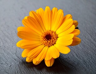 Close-up of a vibrant yellow flower on dark stone