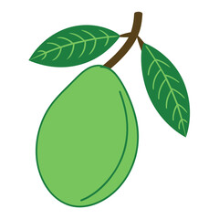 Green Fruit with Leaves on Black Background leaf branch