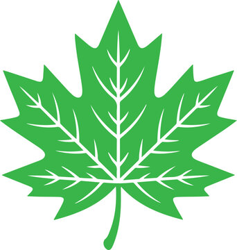 Bright green maple leaf silhouette with white veins on a white background nature autumn