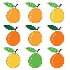 Rows of Oranges and Yellow Fruits with Green Leaves
