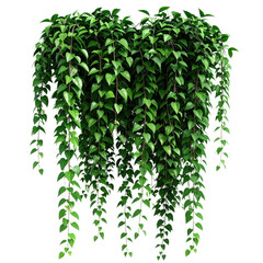 Wild Hanging Ivy Creeper Plant, Realistic Transparent Background