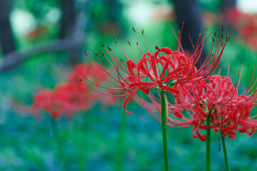 木陰で、真っ赤な彼岸花を咲かせる