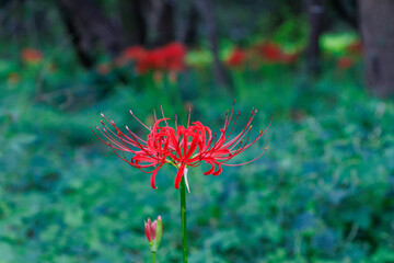 木陰で、真っ赤な彼岸花を咲かせる