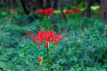 木陰で、真っ赤な彼岸花を咲かせる