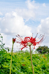 青空に映えるヒガンバナ
