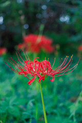 木陰で、真っ赤な彼岸花を咲かせる