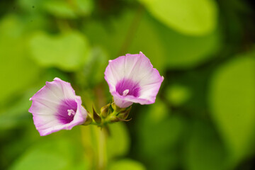 紫のホシアサガオの花が咲いています