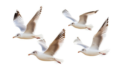 Obraz premium Flock of flying seagull bird on white background.png