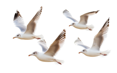 Flock of flying seagull bird on white background.png