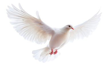 Obraz premium Flying white dove on white background.png
