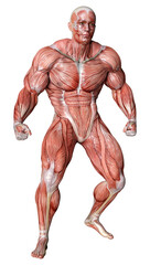 3D Rendering Male Anatomy Figure on White