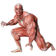 3D Rendering Male Anatomy Figure on White