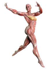 3D Rendering Female Anatomy Figure on White