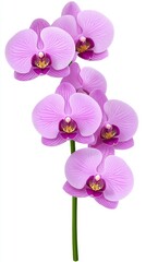 Fototapeta premium Light Purple Orchids with Speckled Petals and Green Stem on White Background