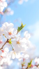Delicate cherry blossoms against a vibrant blue sky