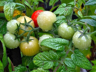 A cluster of partially ripe tomatoes, adorned with fresh dew droplets, is surrounded by vibrant green leaves that highlight their various stages of ripeness 