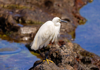 Little Egret on Volcanic Rocks in Tenerife