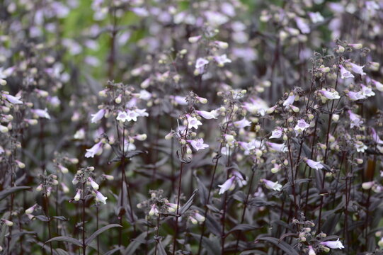 Closeup Penstemon Dark Towers from Dale Lindgren known as  beardtongues with blurred background in summer garden