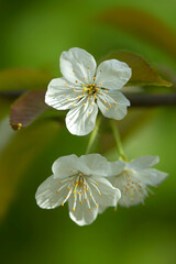 White flowers on cherry tree