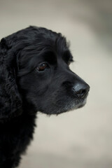 Portrait of cute black dog