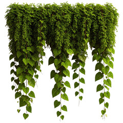 Wild Hanging Ivy Creeper Plant, Realistic Transparent Background