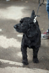 Portrait of cute black dog