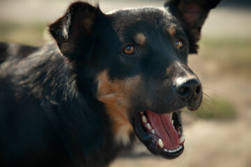 Portrait of cute black dog