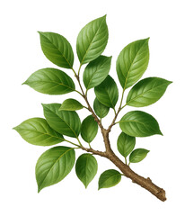 Naklejka premium Realistic branch with green leaves.
