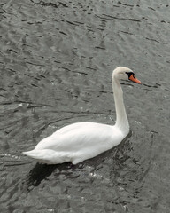 A solitary white swan with a long neck and orange-black bill floats across the water. Its snow-white plumage creates a striking contrast with the dark, rippling surface of the water.
