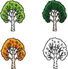 Birch tree in different seasonal stages