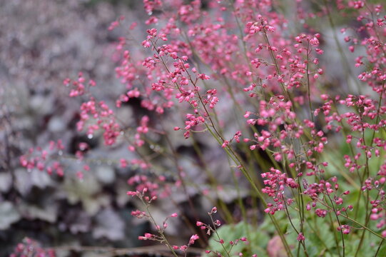Closeup Heuchera Red Spangles known as coral bells from Alan Bloom with blurred background in summer garden