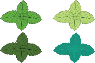 Four mint sprigs in different shades of green color