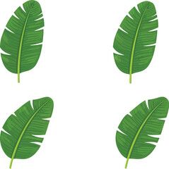 Four green banana leaves with vibrant color and natural texture