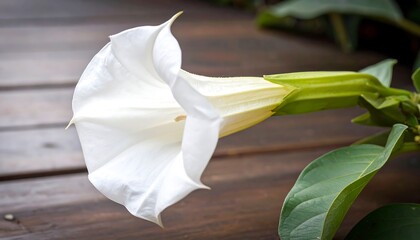 Close-up of a white trumpet flower