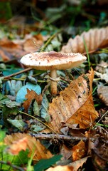 Champignon blanc sur feuilles mortes en forêt
White mushroom on fallen leaves in forest
