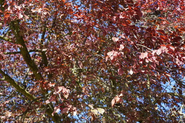 Teilaufnahme einer Blutpflaume (Prunus cerasifera
'Atropurpurea') im Herbst