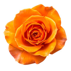 Close-up of a vibrant orange rose, petals radiating outward, showing detailed texture and center