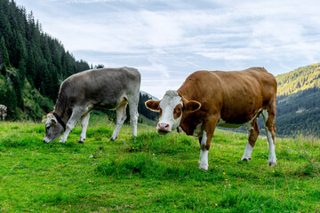 cows grazing on a lush green alpine meadow surrounded by forested mountains under a cloudy sky at sunset