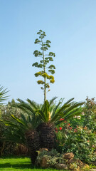 Very rare and spectacular event, of the agave plant blooms (only once in its lifetime) peeking through the leaves of a Sago palm tree (Cycas revoluta)