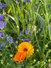 Orange flower of Calendula officinalis (commonly known as calendula or pot marigold), Eschscholzia californica (known as the California poppy) and Geranium pratense (meadow cranesbill)