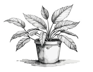 plante en noir et blanc style peinture
