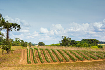 tomato plantation in the countryside in brazil