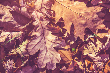 Autumn background-oak leaves fallen leaves lying on the grass
